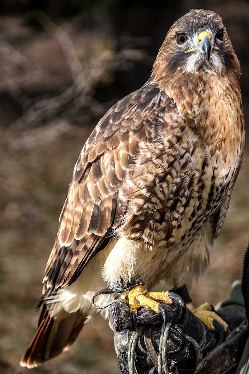 Creșterea păsărilor de pradă: Control the bird!