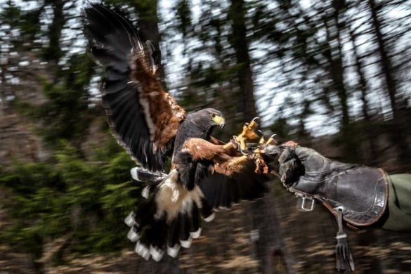 Creșterea păsărilor de pradă: Control the bird!