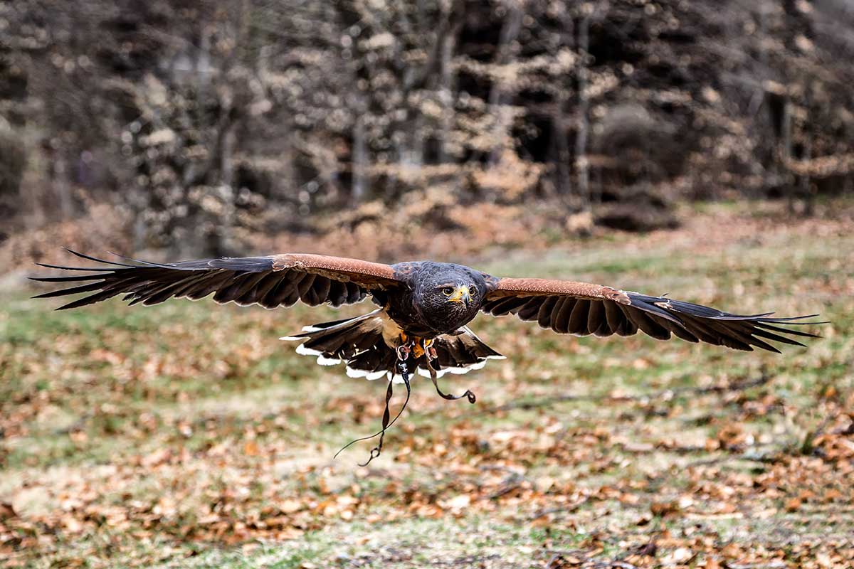 Creșterea păsărilor de pradă: Control the bird!