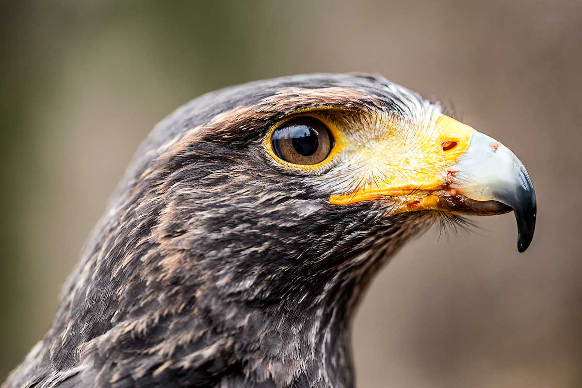Creșterea păsărilor de pradă: Control the bird!