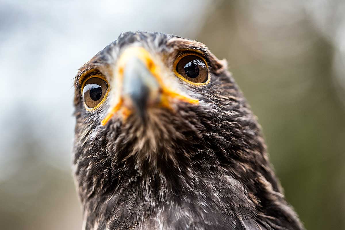 Creșterea păsărilor de pradă: Control the bird!