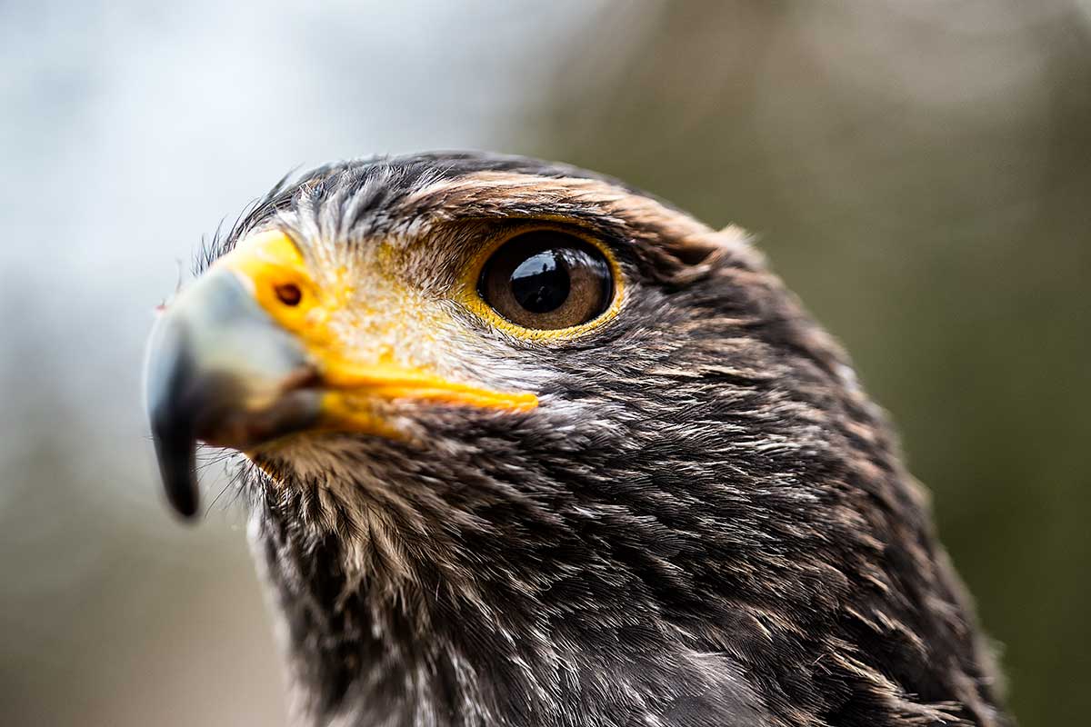 Creșterea păsărilor de pradă: Control the bird!