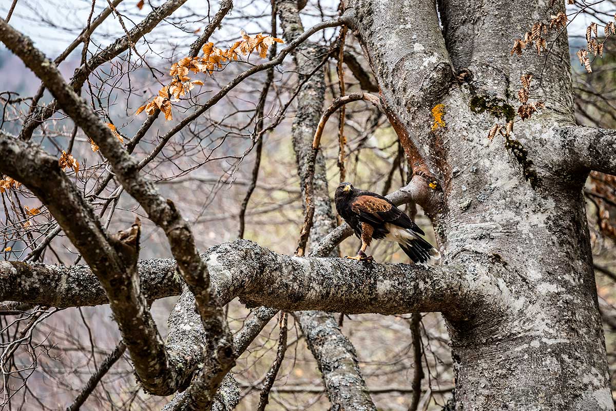 Creșterea păsărilor de pradă: Control the bird!