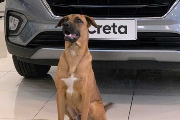 Tucson Prime angajat Hyundai Brazilia Tucson Prime angajat Hyundai Brazilia