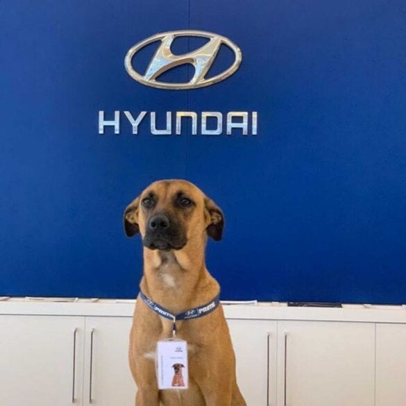 Tucson Prime angajat Hyundai Brazilia