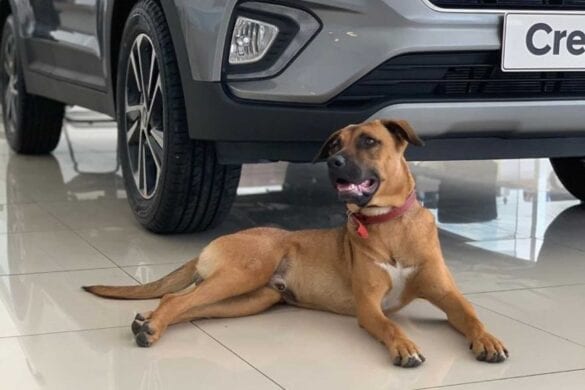 Tucson Prime angajat Hyundai Brazilia Tucson Prime angajat Hyundai Brazilia