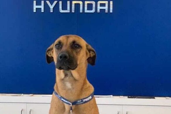 Tucson Prime angajat Hyundai Brazilia Tucson Prime angajat Hyundai Brazilia